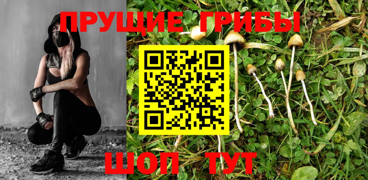Псилоцибиновые грибы Cubensis  Галлюциногенные грибы GOLDEN TEACHER  Вход с VPN  Сокол 